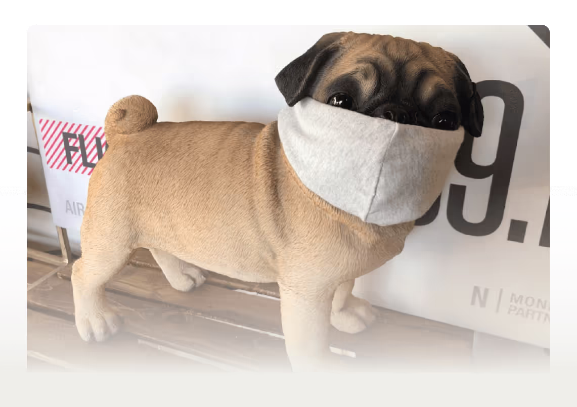 Pug dog wearing a white face mask sitting near typography